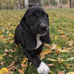 Sunfyre - Black and white female Basset Hound puppy in Valley, Washington from Enchanted Valley Paws