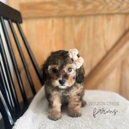 Amethyst - Black & tan female Maltipoo puppy in Huntsville, Texas from Nelson Creek Farms