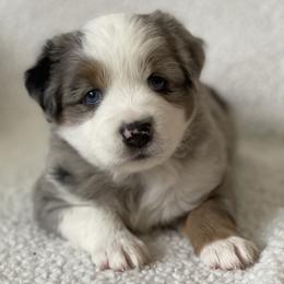Jameson - Blue merle male Miniature Australian Shepherd puppy in Wesley Chapel, Florida from August Oaks Aussies