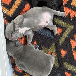 French Bulldog Puppies from K&J Frenchies