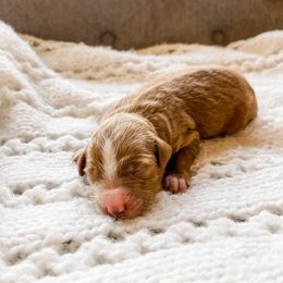 Bernedoodle, Cavalier King Charles Spaniel, and Goldendoodle Puppies from Little Acorn Doodle