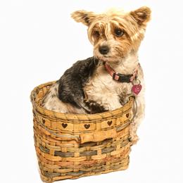 Yorkshire Terrier puppies from Coursey’s Yorkies