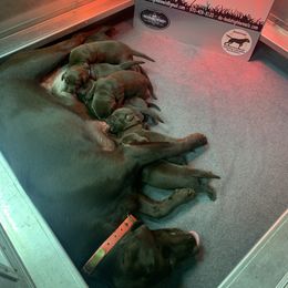 Labrador Retriever Puppies from Da-Koda High Kennels