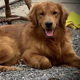 Kahne - Golden Retriever