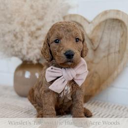 Pooh Bear - Red  male Goldendoodle puppy in Roanoke Rapids, North Carolina from Sweeter than Honey Doodles