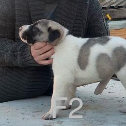 Female 2 - Biscuit and white female Anatolian Shepherd Dog puppy in Daggett, Michigan from T&S Anatolians