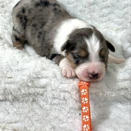 Titan - Blue merle male Australian Shepherd puppy in Vail, Iowa from Homegrown Huskies