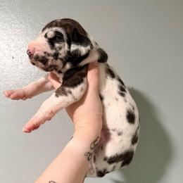 Charisma - Harlequin female Great Dane puppy in Jerusalem, Arkansas from Mara Danes