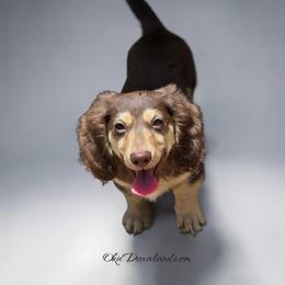 Marcus - Chocolate and cream male Dachshund puppy in Oklahoma City, Oklahoma from OkieDoxieland Dachshunds