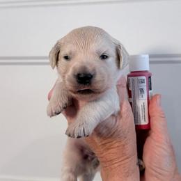 Girl 3 Red - Light golden female Golden Retriever puppy in Mc Minnville, Tennessee from Wishaw Whisky Golden Retrievers
