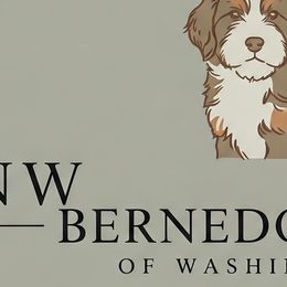 Bernedoodles from Megan's Bernedoodles