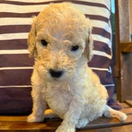 Smarty Pants - Cream male Goldendoodle puppy in Social Circle, Georgia from Poppiedoodle Farms