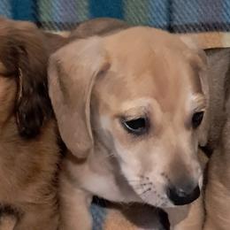 Dachshunds from Mbjs Miniature Dachshunds