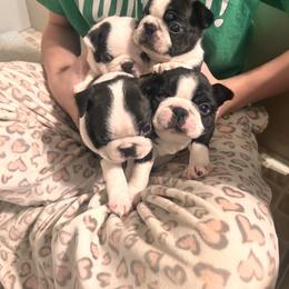 Boston Terrier puppies from 3B Kennels-Beth’s Best Boston’s