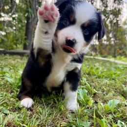 Brie - Black tri female Miniature Australian Shepherd puppy in Sandy Hook, Kentucky from RidgeTop Aussies