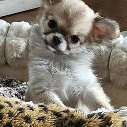 Blondie - Red female Chihuahua puppy in Ola, Arkansas from Peaceful Acres