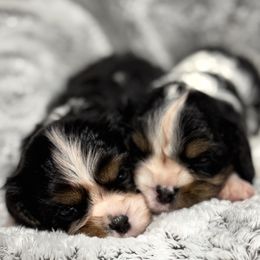 Cavalier King Charles Spaniel puppies from Londyn Cavaliers