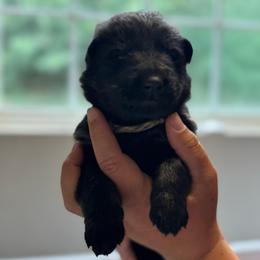 Key Lime - Bi-color male German Shepherd puppy in Salem, Virginia from Vom Kylohaus German Shepherds