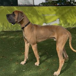 Elvis - Fawn male Great Dane puppy in Gainesville, Georgia from DeBruce Danes
