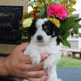 Beans - Black tri-color male Aussiedoodle puppy in Hopkins, Missouri from Mowry Creek Mini Aussiedoodles and More