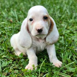 Charmander - Lemon and white male Basset Hound puppy in Lebanon, Ohio from Golden Acres D & B