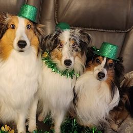 Shetland Sheepdogs from Small World Shelties