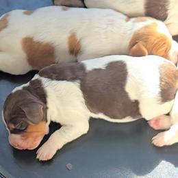 Tri Female 1 - Liver white and orange female Brittany puppy in Stillwater, Oklahoma from Kennel de Fowler