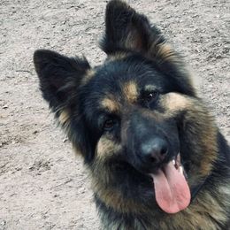 German Shepherds from Ashley Newgard's German Shepherds