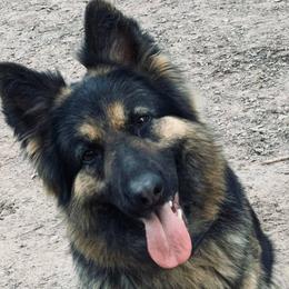 German Shepherds from Ashley Newgard's German Shepherds