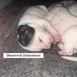 Dalmatian Puppies from Glasscock Dalmatians