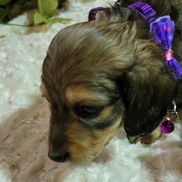 Dachshund Puppies from CLARK'S BREEDING PROGRAM