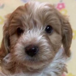 Cavapoos and Maltipoos from Cocka-Doodle-Poo
