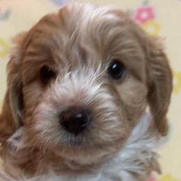 Cavapoos and Maltipoos from Cocka-Doodle-Poo