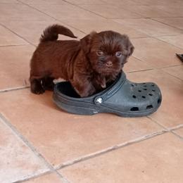 Peggy Sue - Chocolate female Shih Tzu puppy in Grand Prairie, Texas from R&R Shih-Tzus & Stud Services