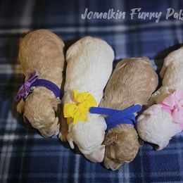 Poodle puppies from Jomelkin Furry Pals