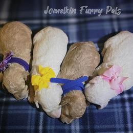 Poodle puppies from Jomelkin Furry Pals