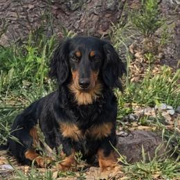 Puddin - Dachshund