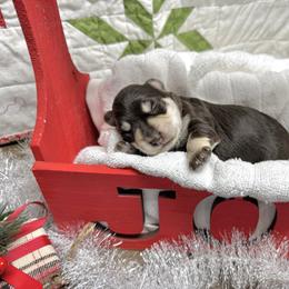 Flint - Liver male Miniature Schnauzer puppy in Huntington, Utah from Schnauzers on Robinson Lane