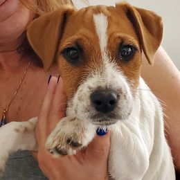Girl 1 - Tan and white female Jack Russell Terrier puppy in California from Kimberlite