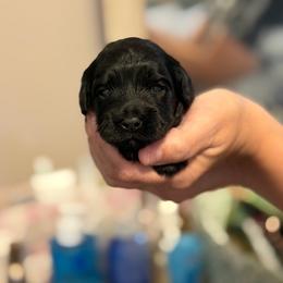 Athena - Black female Cockapoo puppy in Colorado Springs, Colorado from Garrett Doodles