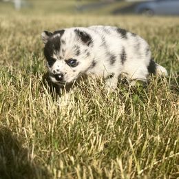 Pomsky Puppies from The Pomsky‘s Palace