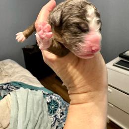 Tri Blue Merle - Blue merle male Bernedoodle puppy in Holt, Missouri from Mindys Doodles