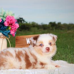 Australian Shepherd and Miniature Australian Shepherd Puppies from Sassy Lil Aussies
