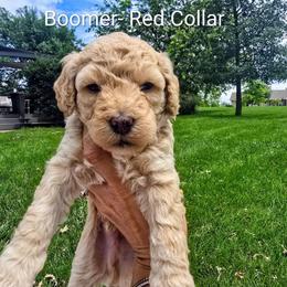 Boomer - Cream male Goldendoodle puppy in Red Oak, Iowa from Fisher Pups-Stay Golden with a Doodle