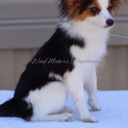 Papillon Puppies from WayMaker Papillons