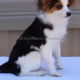 Papillon Puppies from WayMaker Papillons