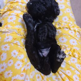 Poodle Puppies from Silly's Standard Poodles