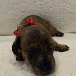 Orange - Brindle male Dachshund puppy in Orange, California from Harper’s Happy Weens