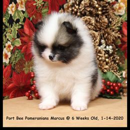 Pomeranian Puppies from Port Bee Pomeranian’s