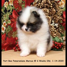Pomeranian Puppies from Port Bee Pomeranian’s
